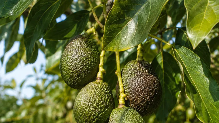 Imagen ilustrativa de aguacates en el árbol.
