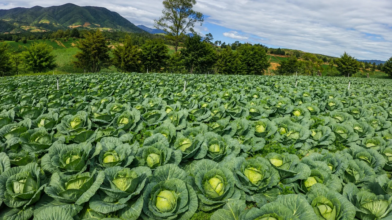 Cultivo de repollo a campo abierto, con las montañas de Constanza al fondo.