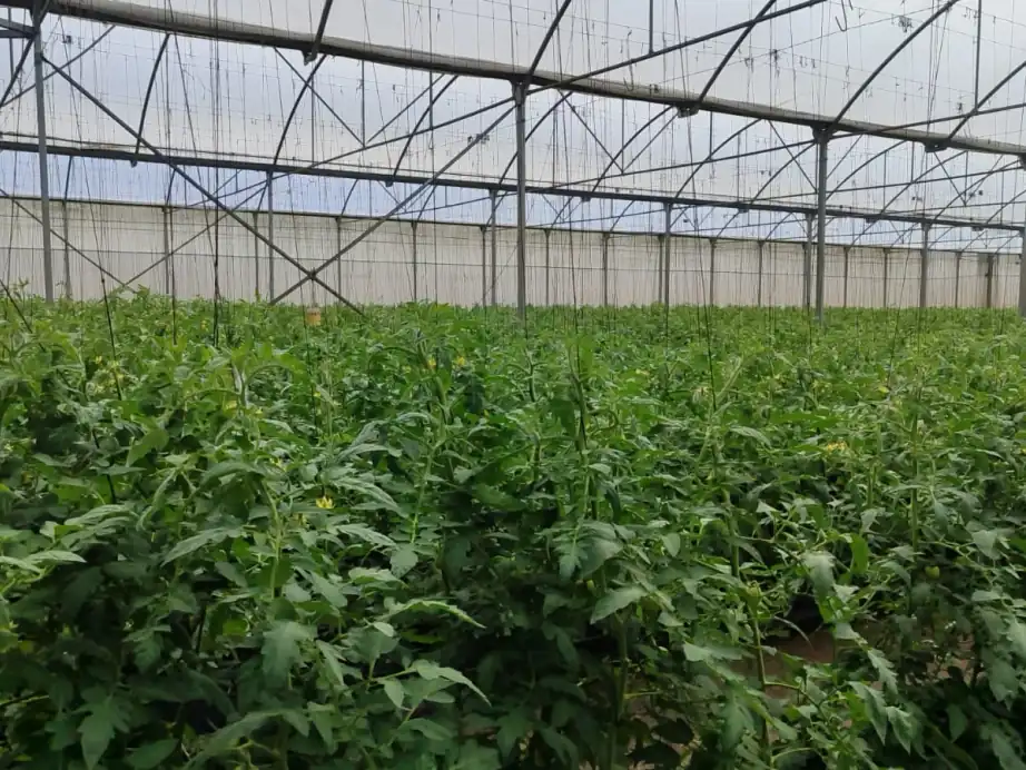 Interior de una nave multi-túnel con la estructura metálica y el cultivo de tomate en producción.