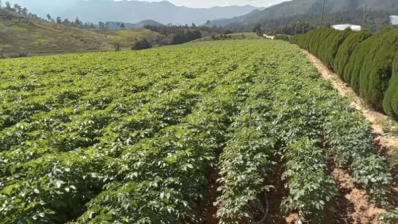 Siembra en campo abierto en el valle de Constanza, con montañas en el horizonte.