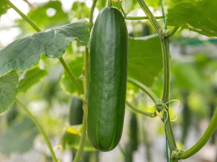 Imagen ilustrativa de pepino.