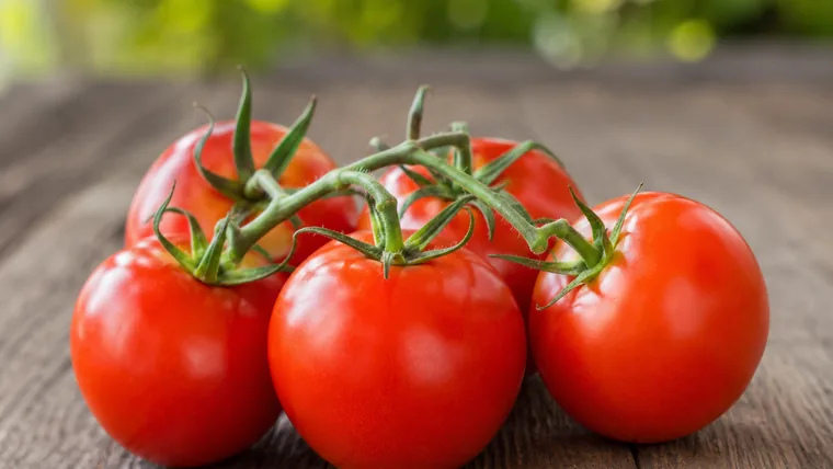 Imagen ilustrativa de tomates cultivados en invernadero.