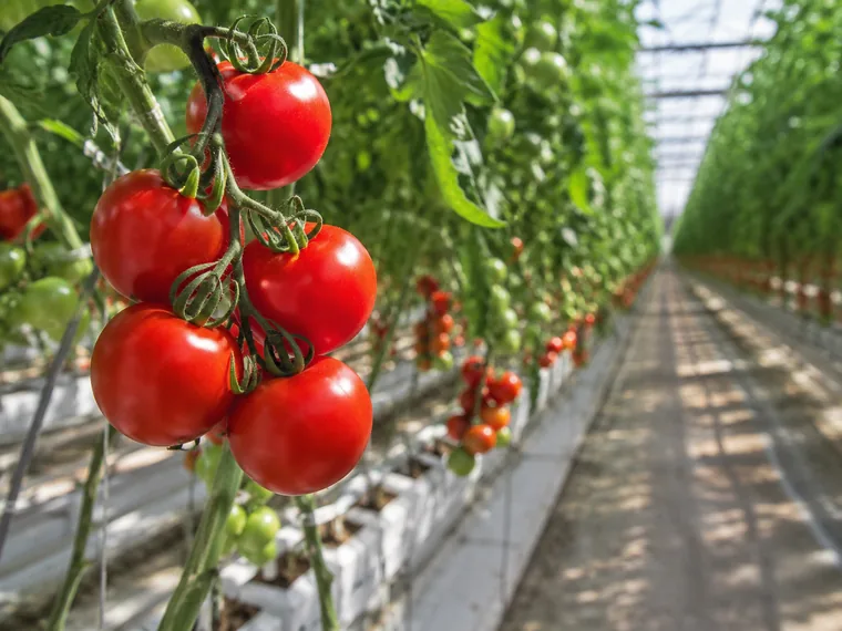Imagen ilustrativa de tomates maduros en cultivo.